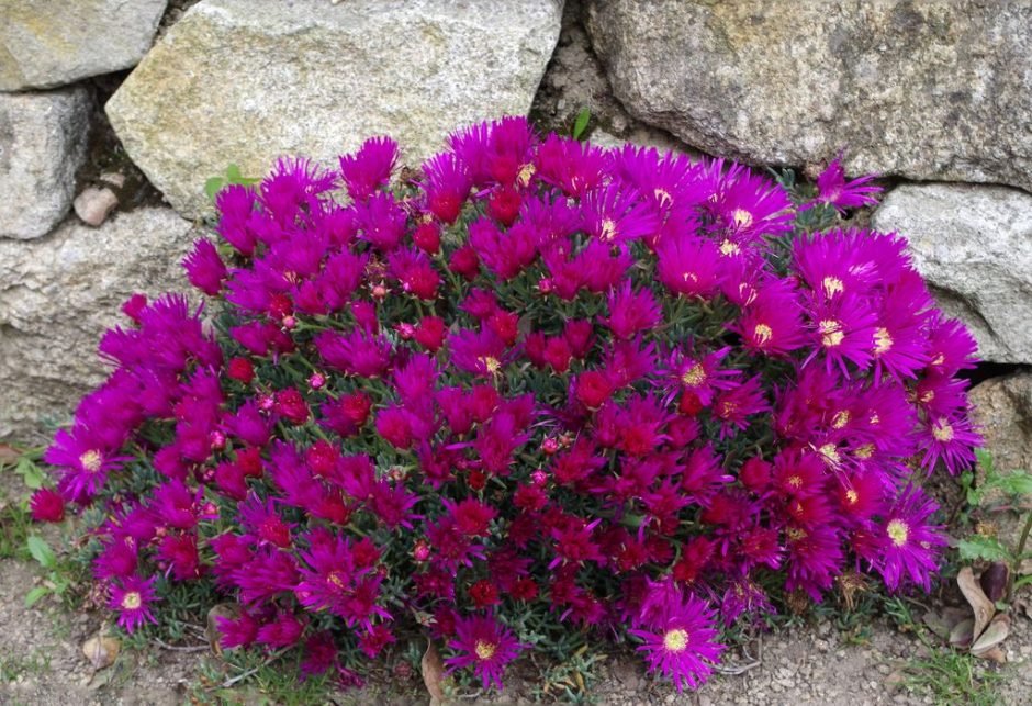 Como plantar Chorina (Lampranthus roseus)_1