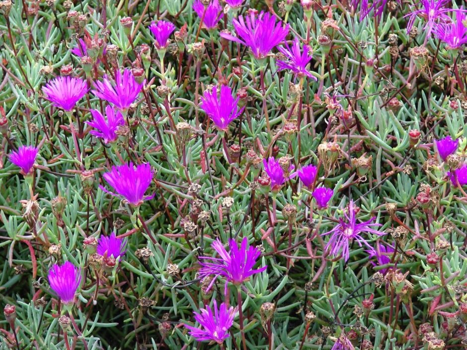 Onde plantar Chorina (Lampranthus roseus)_2