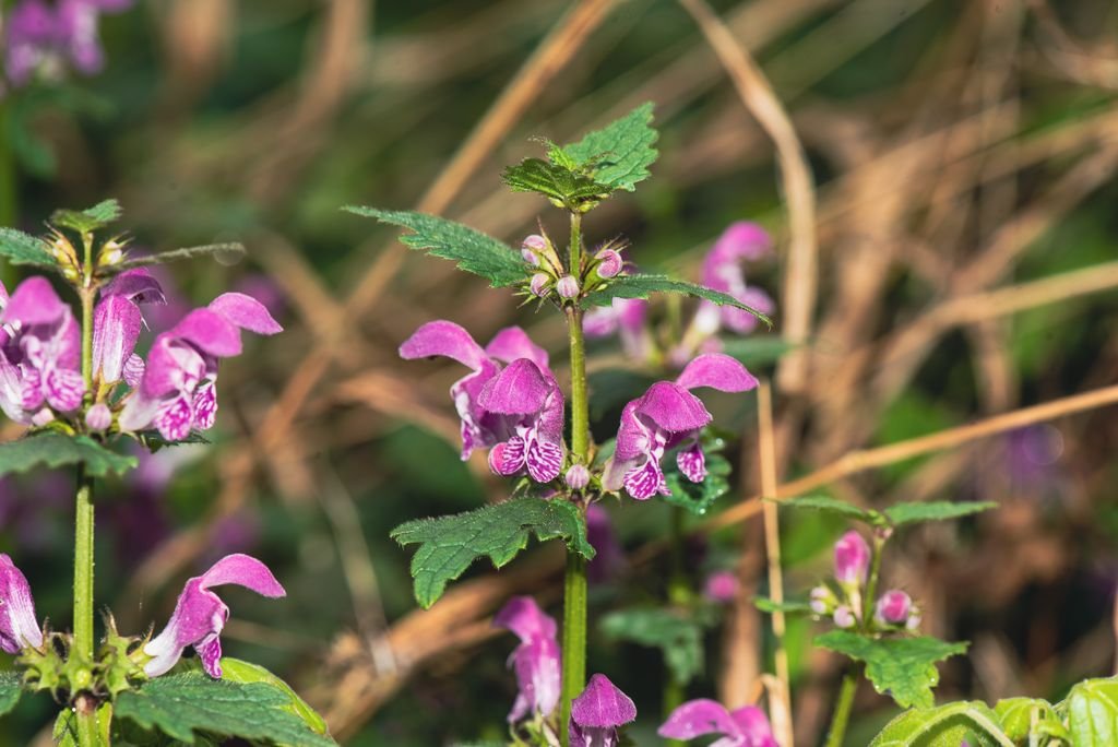 Coelhos (Lamium maculatum)