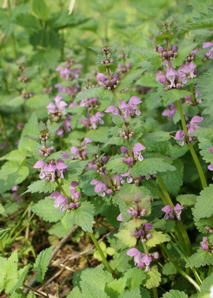 Como plantar Coelhos (Lamium maculatum)_1