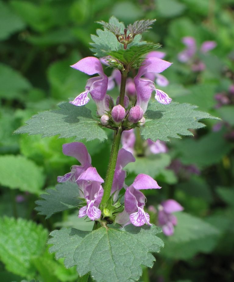 Onde plantar Coelhos (Lamium maculatum)_2