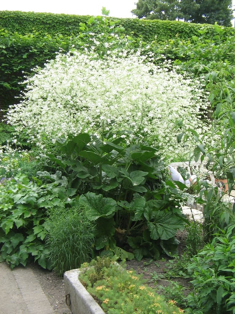 Crambe cordifolia (Crambe cordifolia)