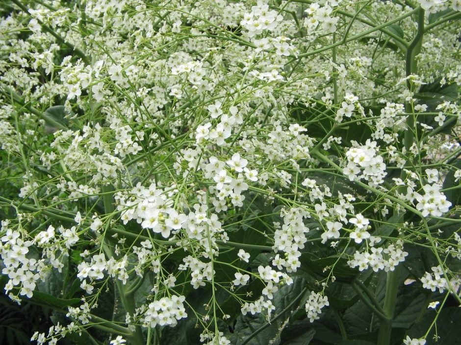 Como plantar Crambe cordifolia (Crambe cordifolia)_1