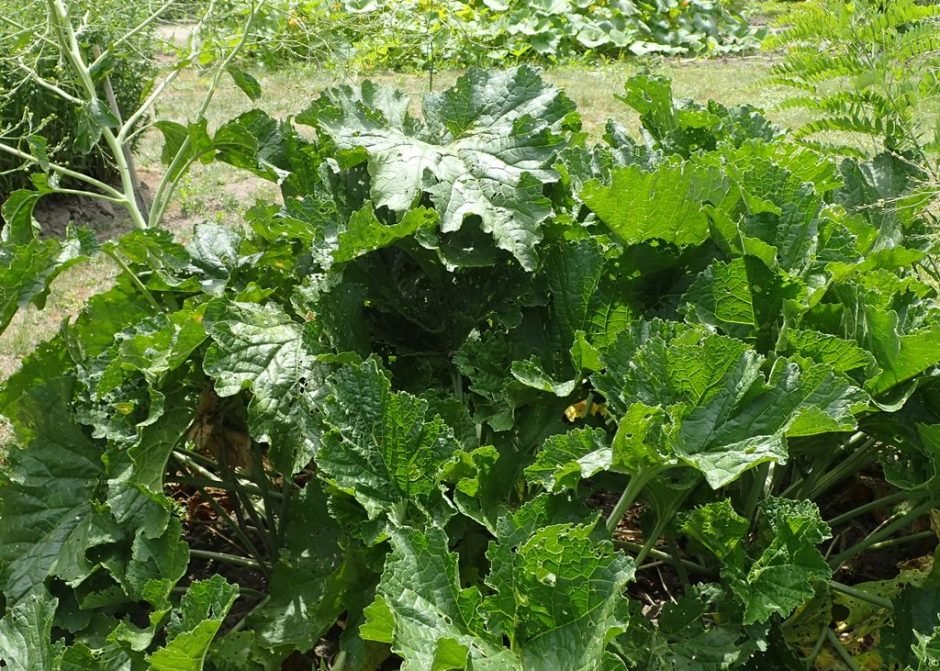 Onde plantar Crambe cordifolia (Crambe cordifolia)_2