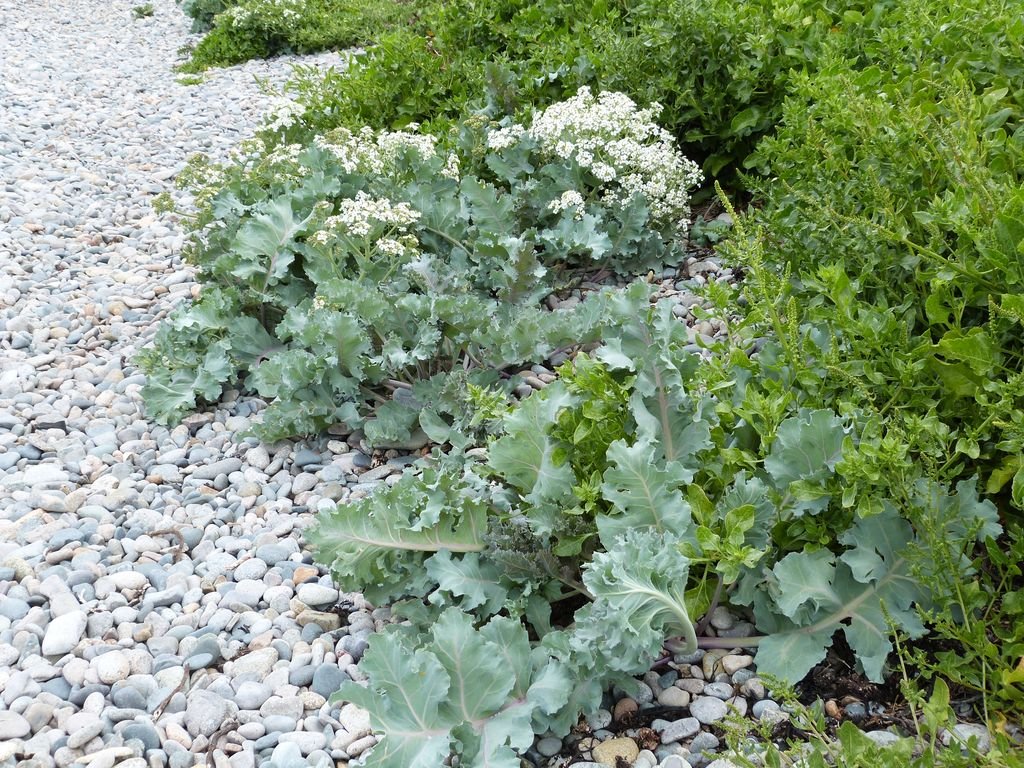 Crambe maritima (Crambe maritima)