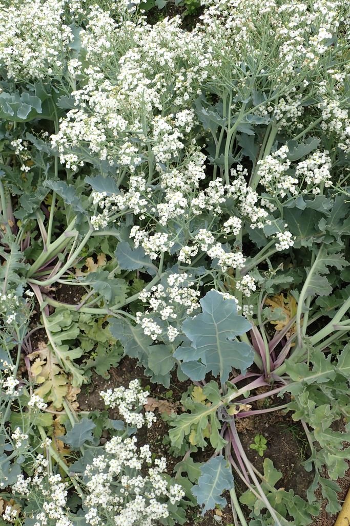 Como plantar Crambe maritima (Crambe maritima)_1
