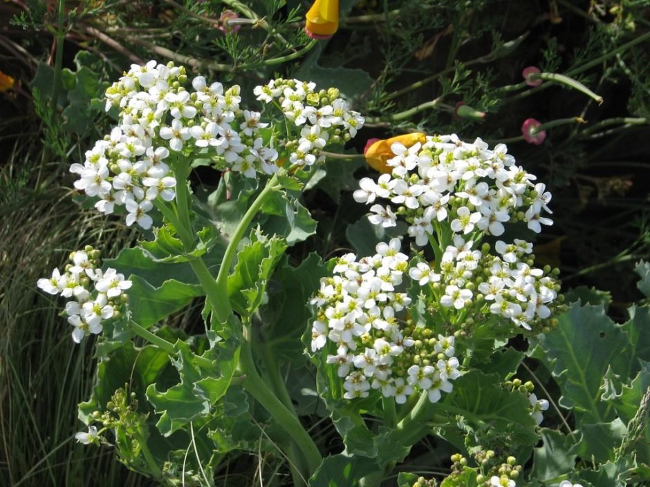 Onde plantar Crambe maritima (Crambe maritima)_2