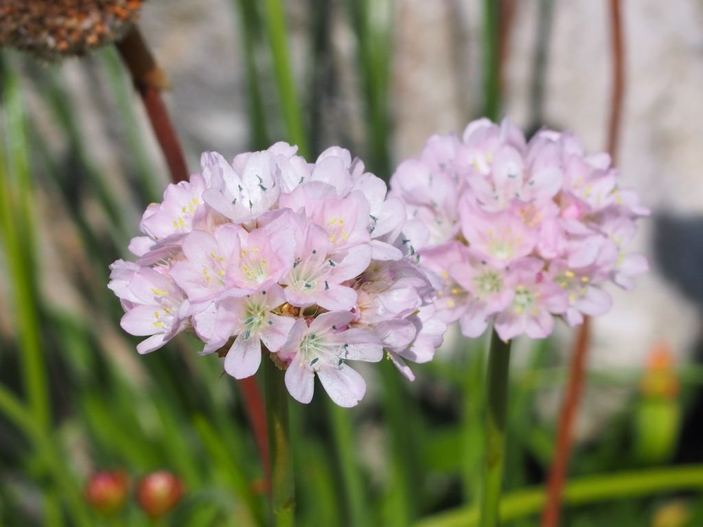 Cravo-romano 'Ballerina White' (Armeria pseudarmeria 'Ballerina White')