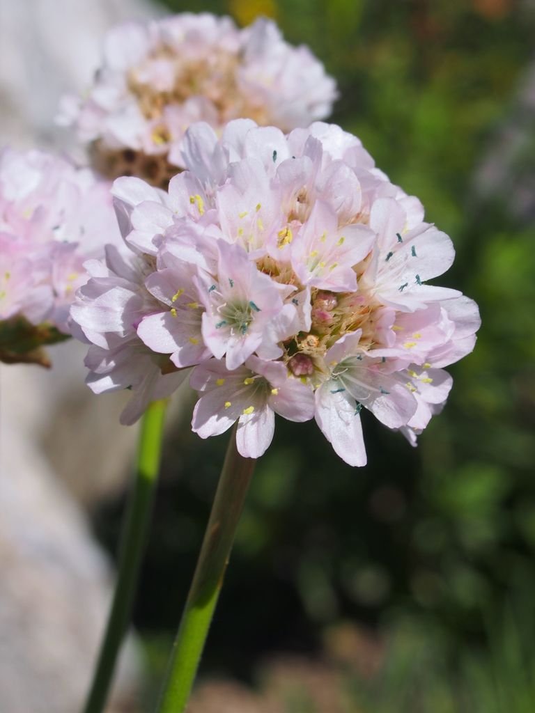 Onde plantar Cravo-romano 'Ballerina White' (Armeria pseudarmeria 'Ballerina White')_2