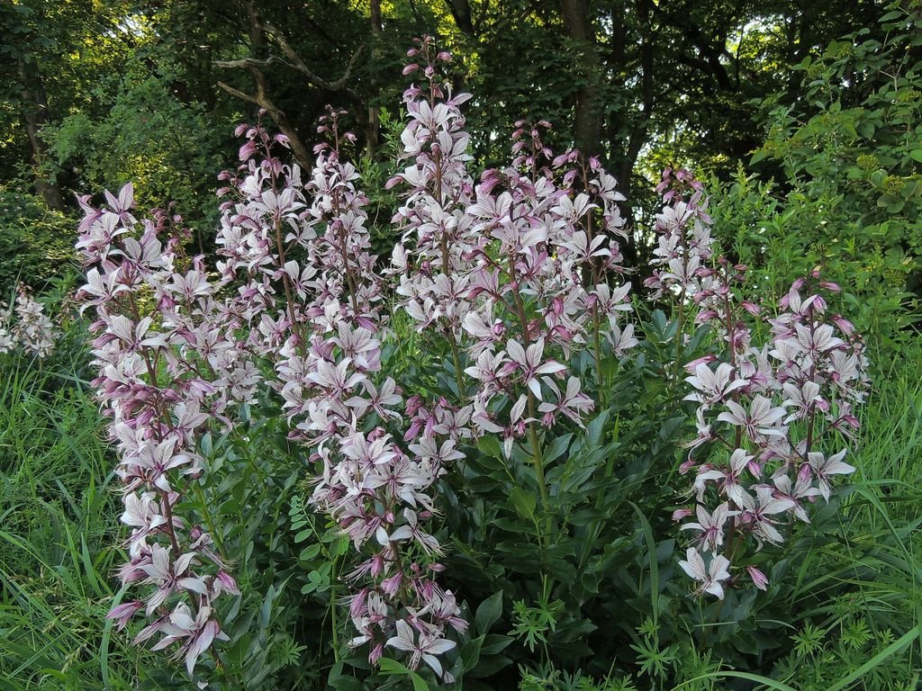 Dictamnus albus (Dictamnus albus)