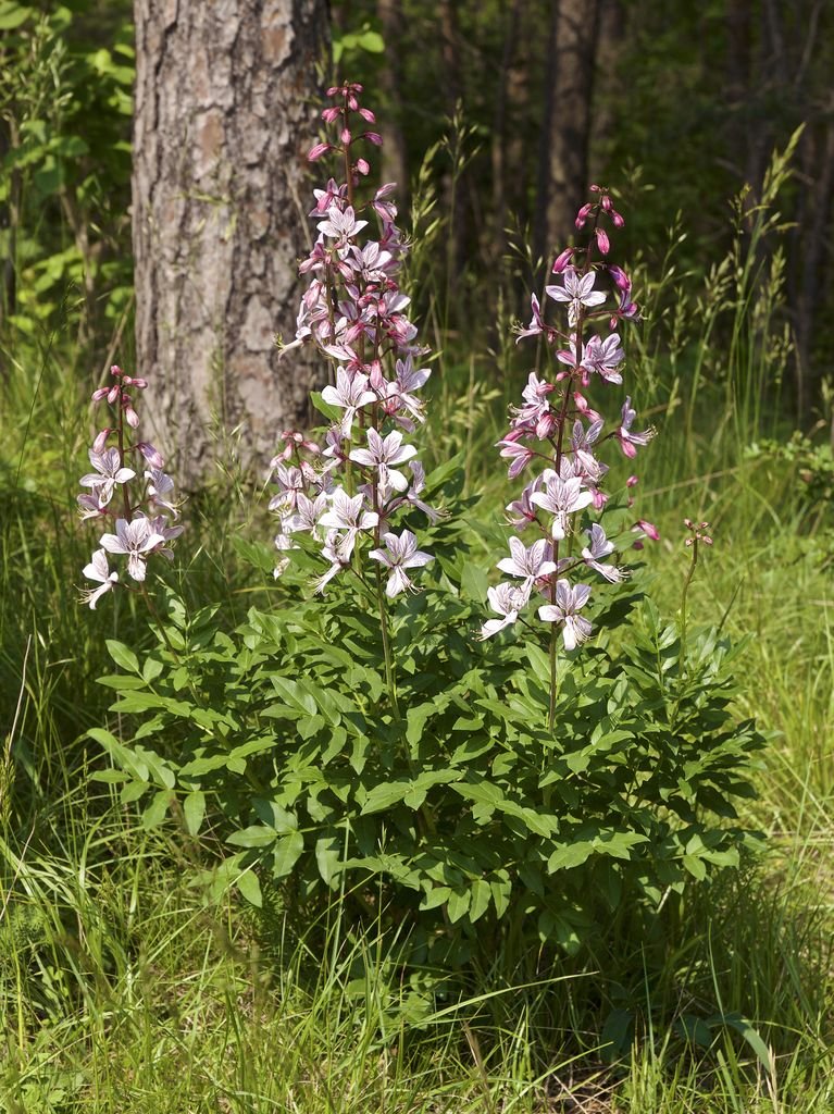 Como plantar Dictamnus albus (Dictamnus albus)_1