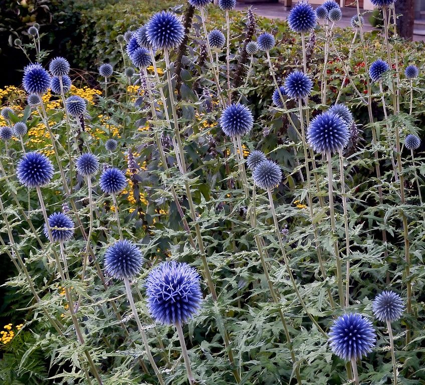 Echinops bannaticus (Echinops bannaticus)