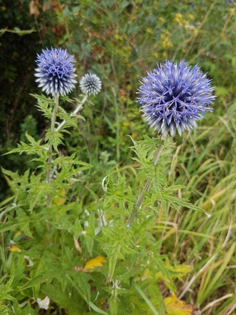 Como plantar Echinops bannaticus (Echinops bannaticus)_1