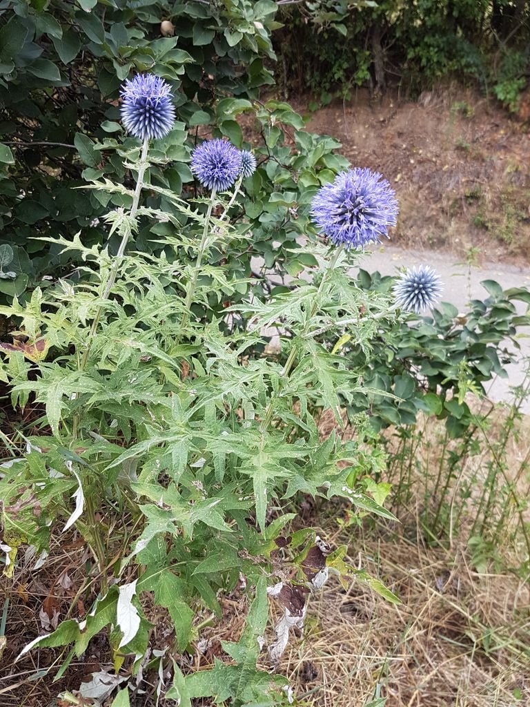 Onde plantar Echinops bannaticus (Echinops bannaticus)_2