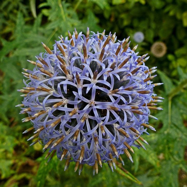 Echinops bannaticus 'Taplow Blue' (Echinops bannaticus 'Taplow Blue')