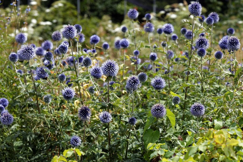 Echinops ritro L. (Echinops ritro L.)