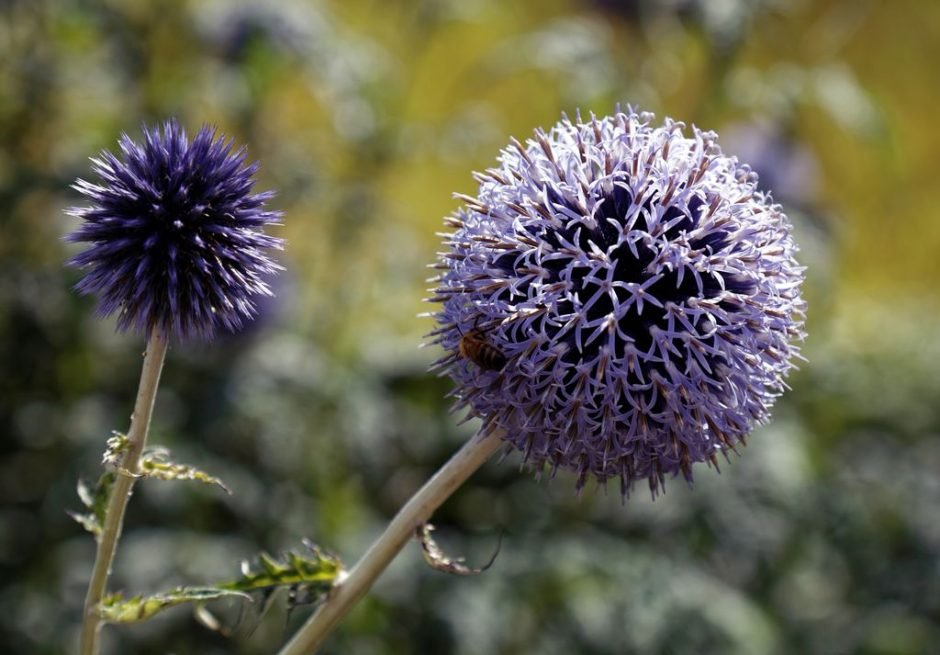 Como plantar Echinops ritro L. (Echinops ritro L.)_1