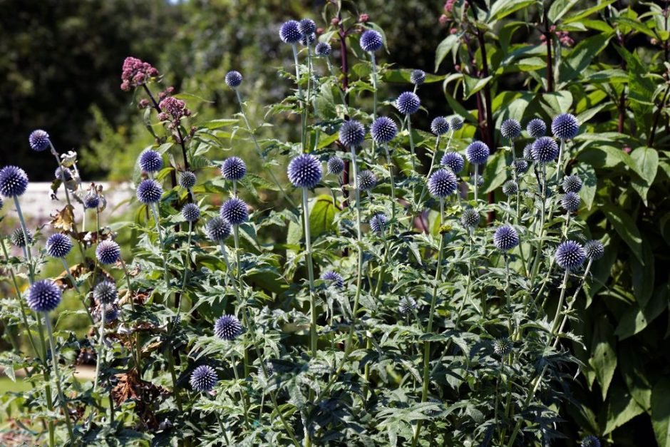 Onde plantar Echinops ritro L. (Echinops ritro L.)_2