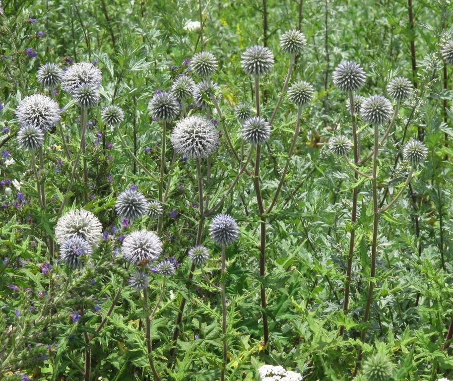 Echinops sphaerocephalus (Echinops sphaerocephalus)
