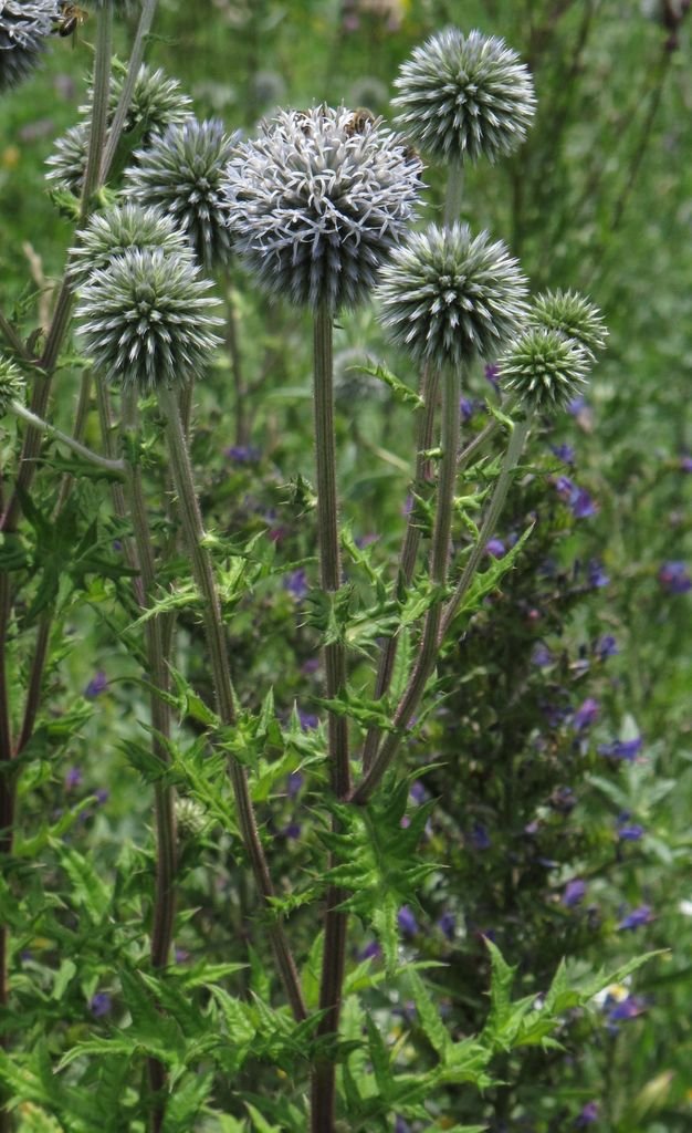Como plantar Echinops sphaerocephalus (Echinops sphaerocephalus)_1