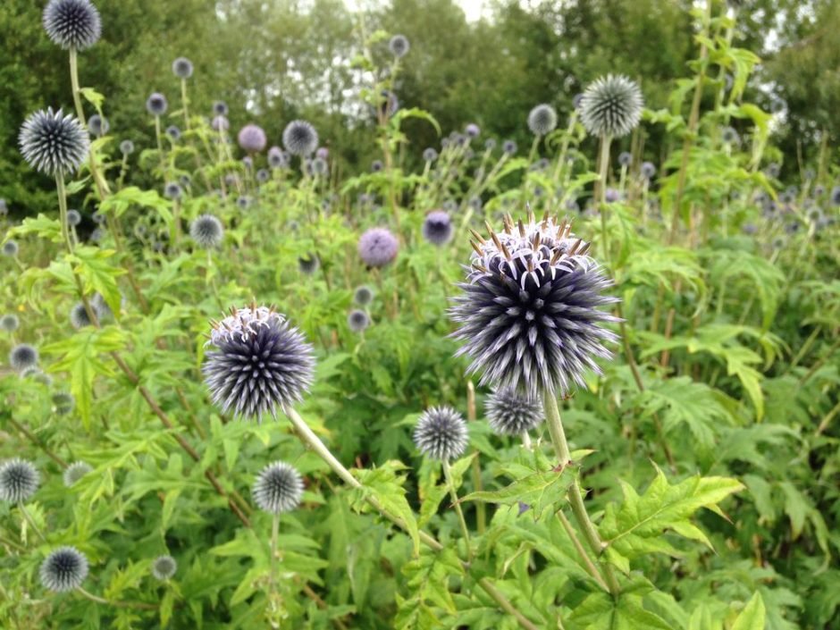 Onde plantar Echinops sphaerocephalus (Echinops sphaerocephalus)_2