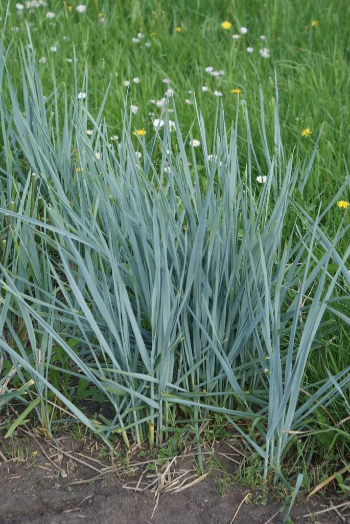 Elymus magellanicus (Elymus magellanicus)