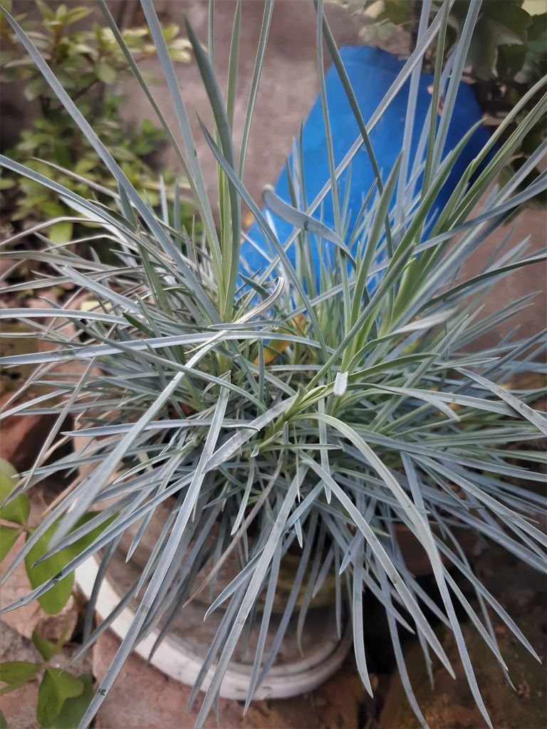 Como plantar Elymus magellanicus (Elymus magellanicus)_1