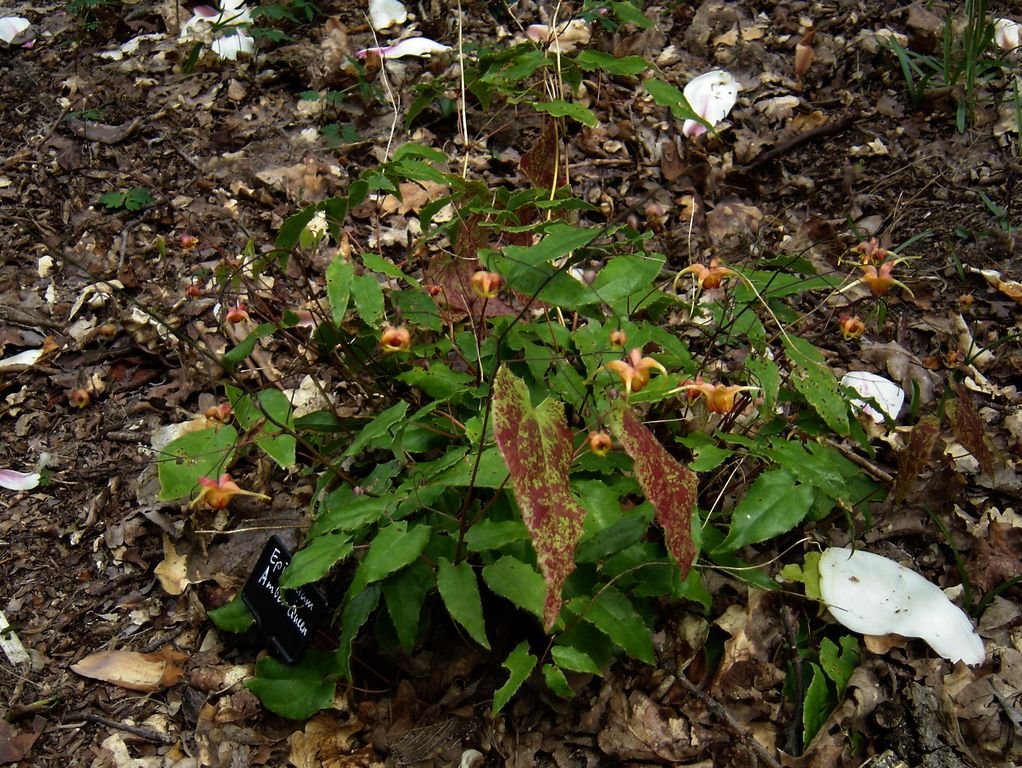 Epimedium 'Amber Queen' (Epimedium 'Amber Queen')