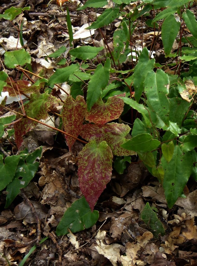 Como plantar Epimedium 'Amber Queen' (Epimedium 'Amber Queen')_1