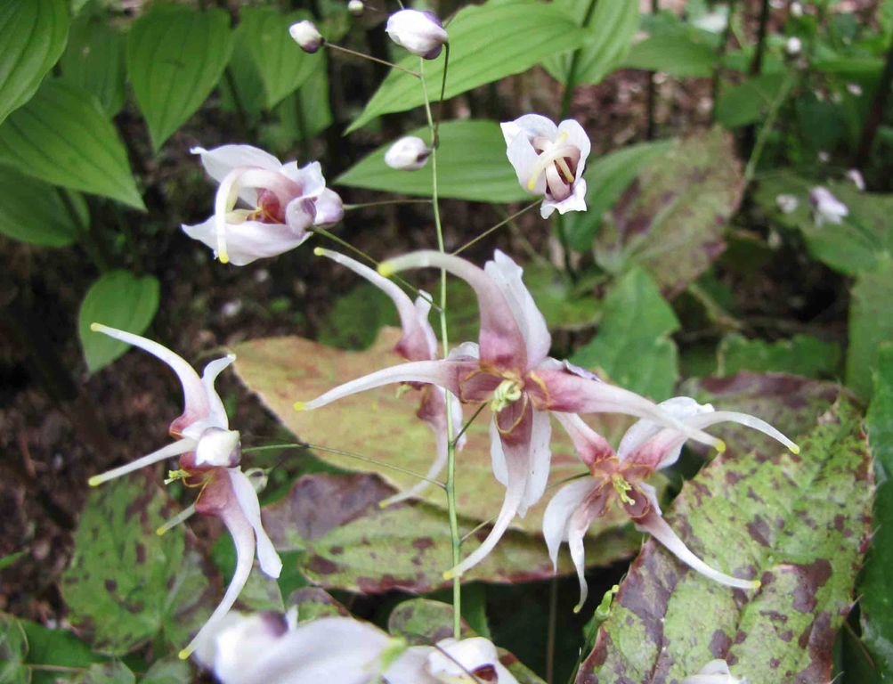 Epimedium acuminatum (Epimedium acuminatum)