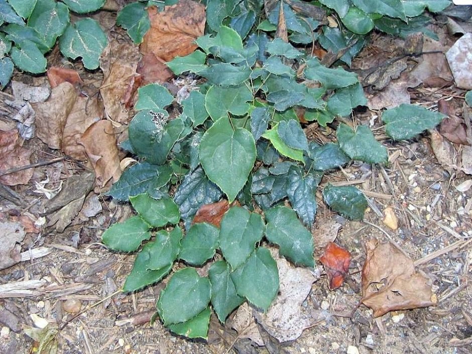 Como plantar Epimedium acuminatum (Epimedium acuminatum)_1
