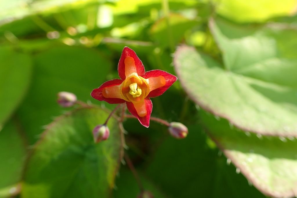 Epimedium alpinum (Epimedium alpinum)