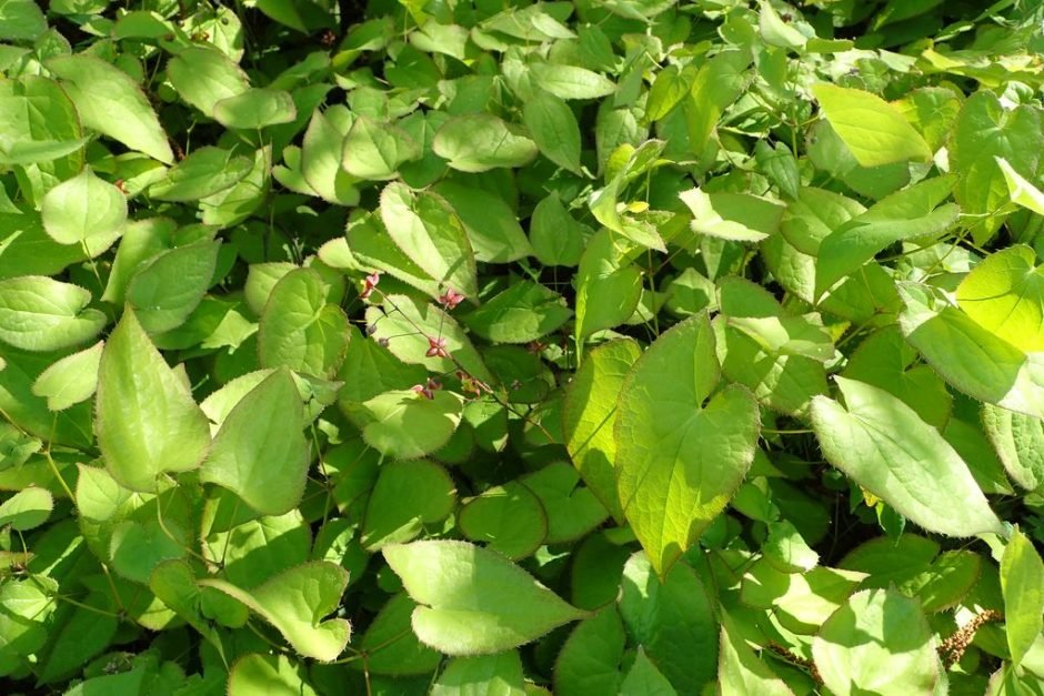 Como plantar Epimedium alpinum (Epimedium alpinum)_1