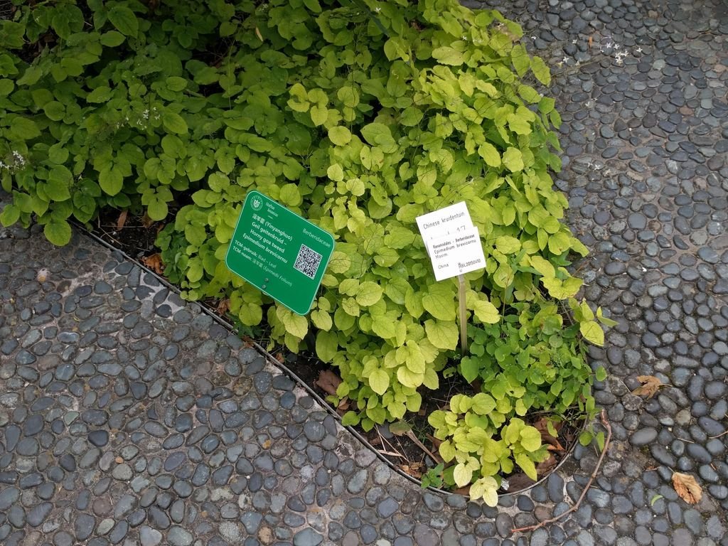 Epimedium brevicornu (Epimedium brevicornu)