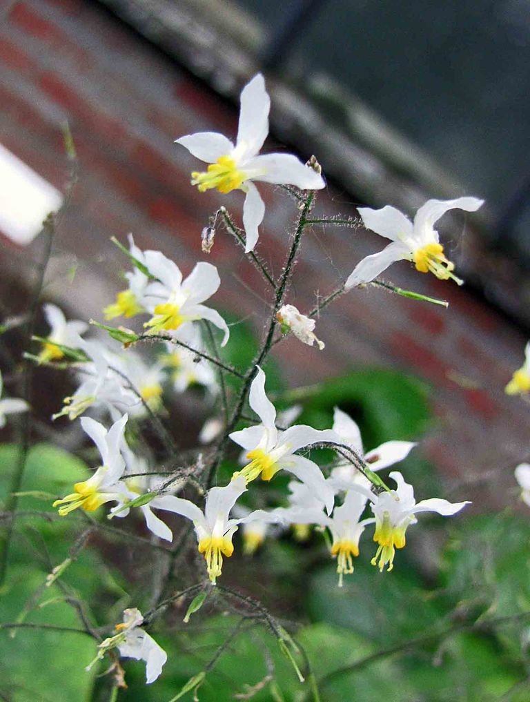Como plantar Epimedium brevicornu (Epimedium brevicornu)_1