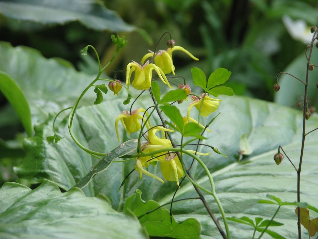 Epimedium davidii (Epimedium davidii)