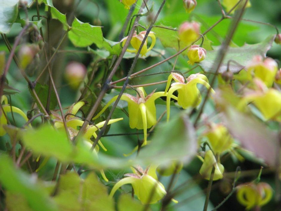 Como plantar Epimedium davidii (Epimedium davidii)_1