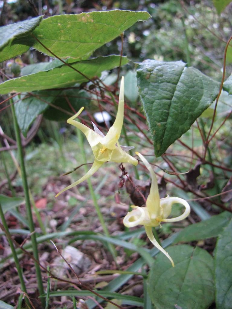 Onde plantar Epimedium davidii (Epimedium davidii)_2