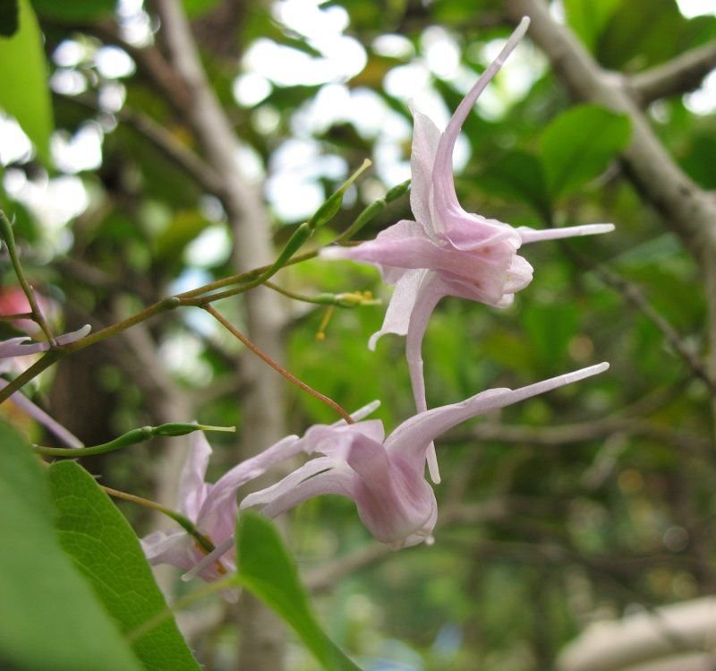 Epimedium grandiflorum (Epimedium grandiflorum)