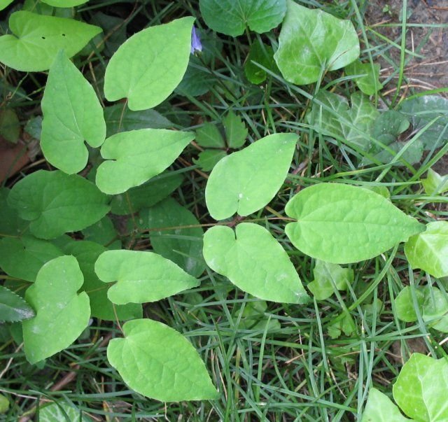 Como plantar Epimedium grandiflorum (Epimedium grandiflorum)_1