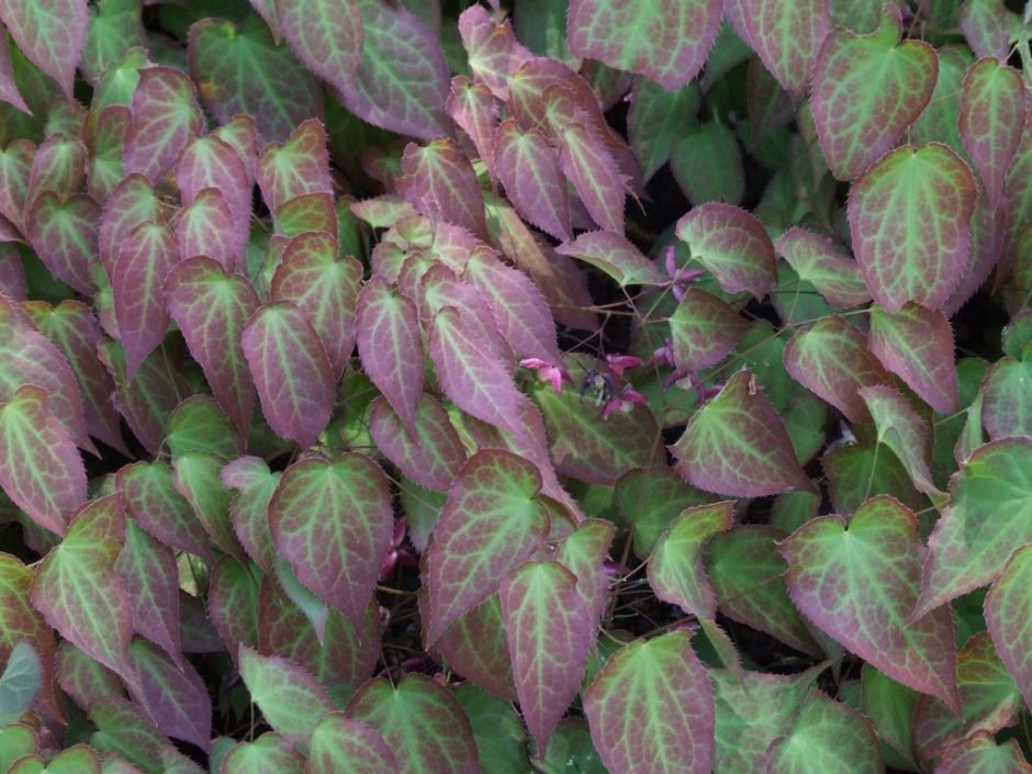 Onde plantar Epimedium grandiflorum (Epimedium grandiflorum)_2