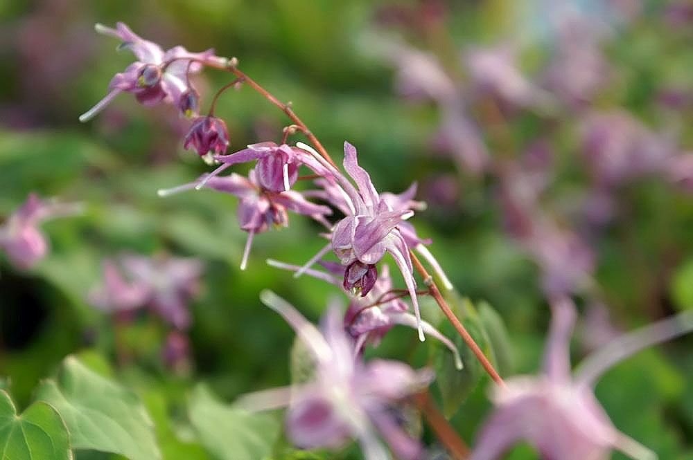 Epimedium grandiflorum 'Lilafee' (Epimedium grandiflorum 'Lilafee')