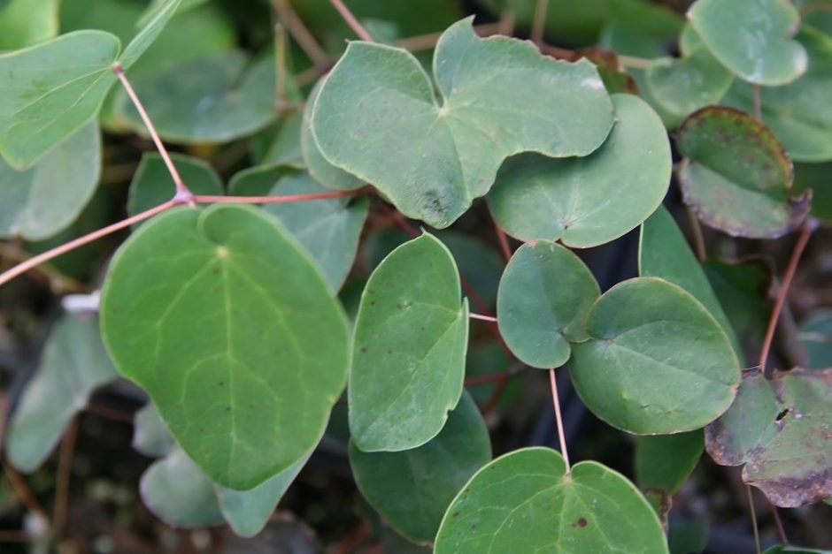 Como plantar Epimedium grandiflorum 'Lilafee' (Epimedium grandiflorum 'Lilafee')_1