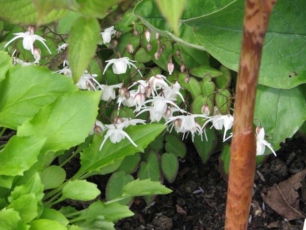 Epimedium grandiflorum 'Nanum' (Epimedium grandiflorum 'Nanum')