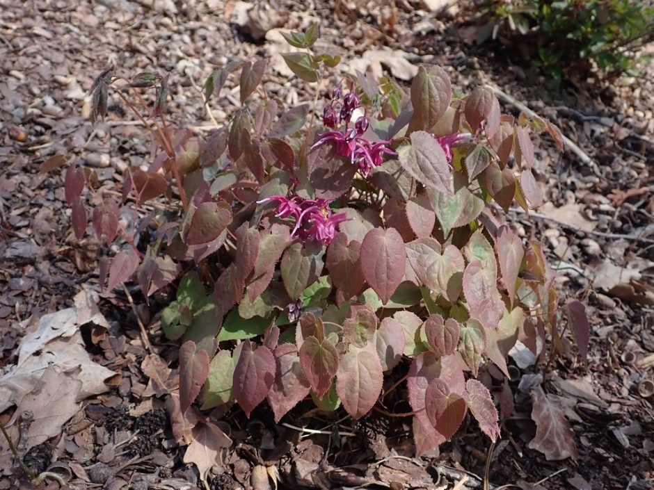Como plantar Epimedium grandiflorum 'Rose Queen' (Epimedium grandiflorum 'Rose Queen')_1