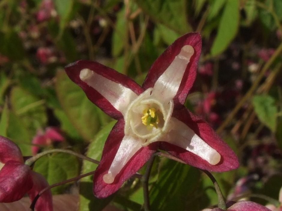 Onde plantar Epimedium grandiflorum 'Rose Queen' (Epimedium grandiflorum 'Rose Queen')_2