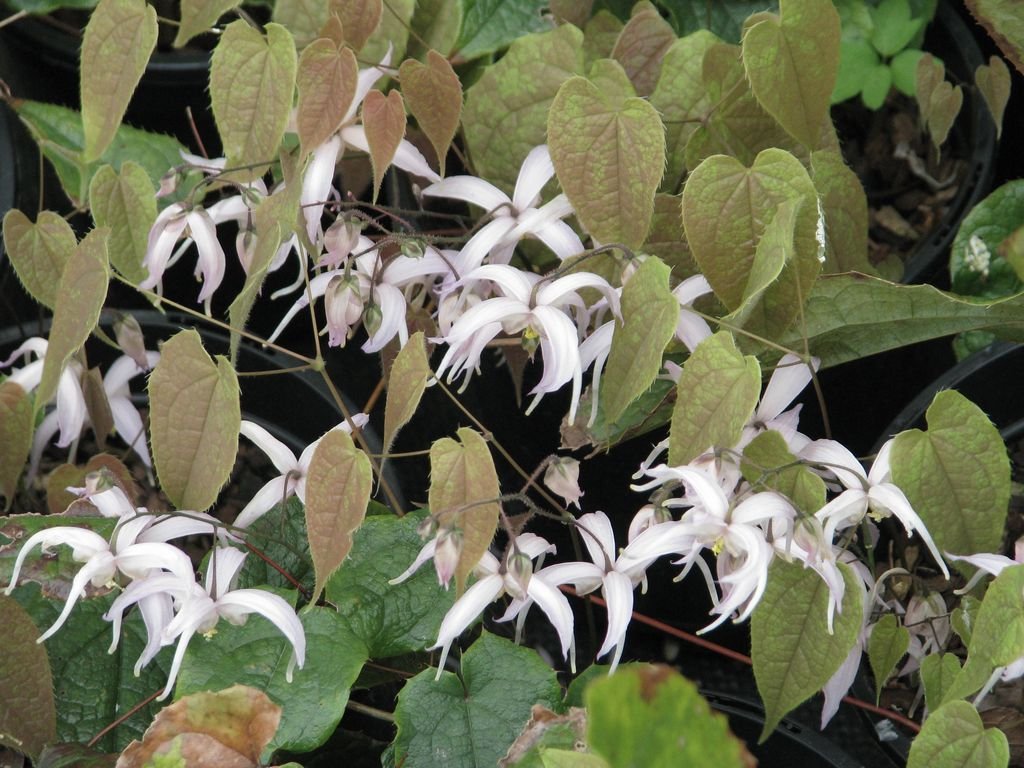 Epimedium leptorrhizum (Epimedium leptorrhizum)