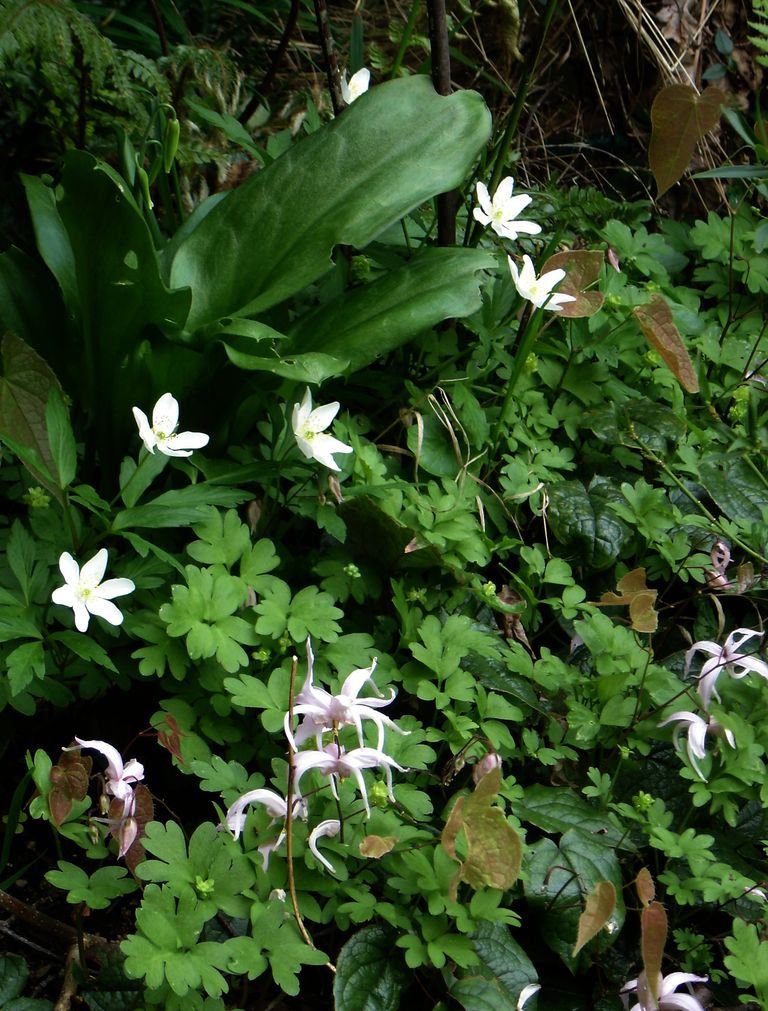Como plantar Epimedium leptorrhizum (Epimedium leptorrhizum)_1