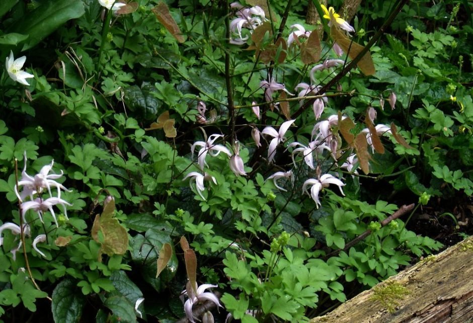Onde plantar Epimedium leptorrhizum (Epimedium leptorrhizum)_2