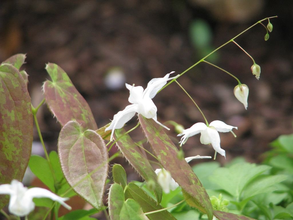 Epimedium ogisui (Epimedium ogisui)